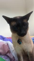 Lost Male Cat last seen Geebung RSL, Geebung, QLD 