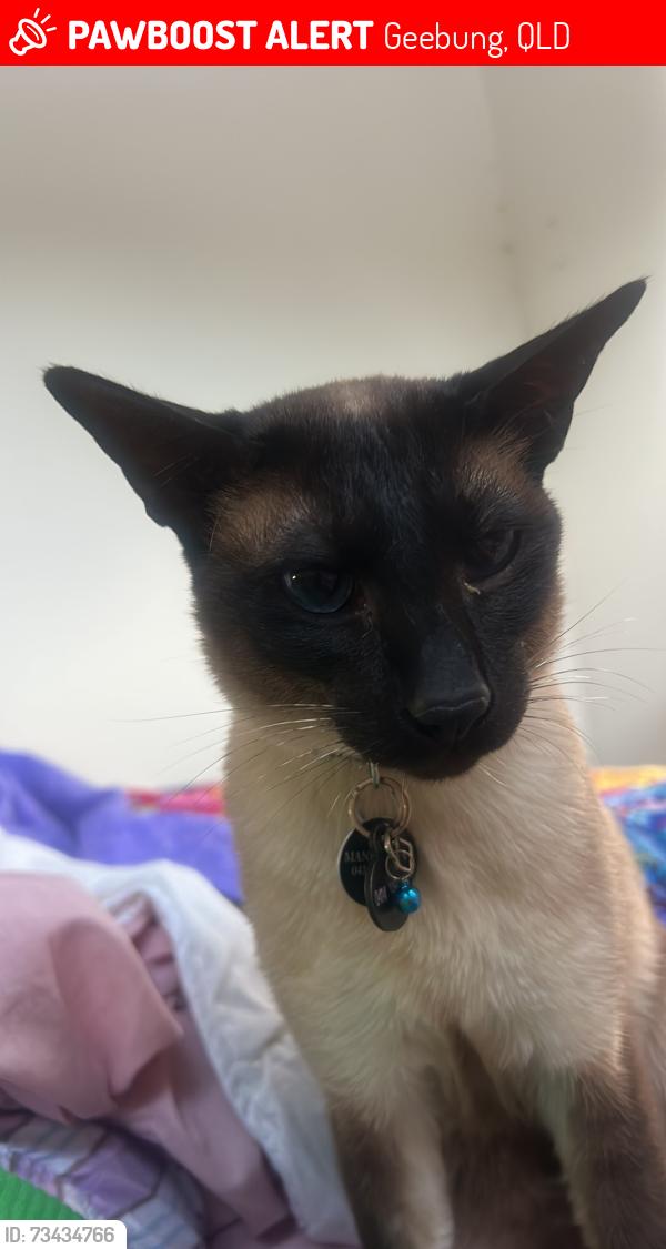 Lost Male Cat last seen Geebung RSL, Geebung, QLD 