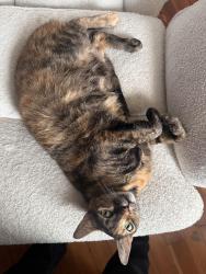 Reunited Female Cat last seen Wilson and bradford, Stockton, CA 95205