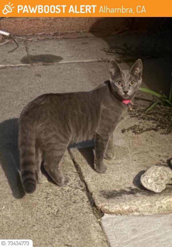 Found/Stray Unknown Cat last seen Valley, S Campbell and Front, in between Valley and Mission, Alhambra, CA 91803