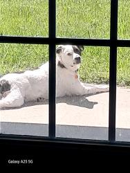 Lost Female Dog last seen Flowers, Hinesville, GA 31313