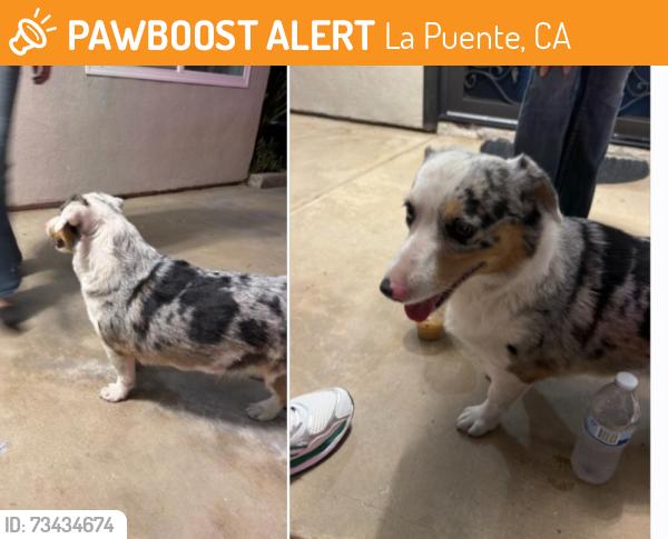 Found/Stray Male Dog last seen Roxdale Ave & Azusa, La Puente, CA 91744