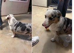 Found/Stray Male Dog last seen Roxdale Ave & Azusa, La Puente, CA 91744