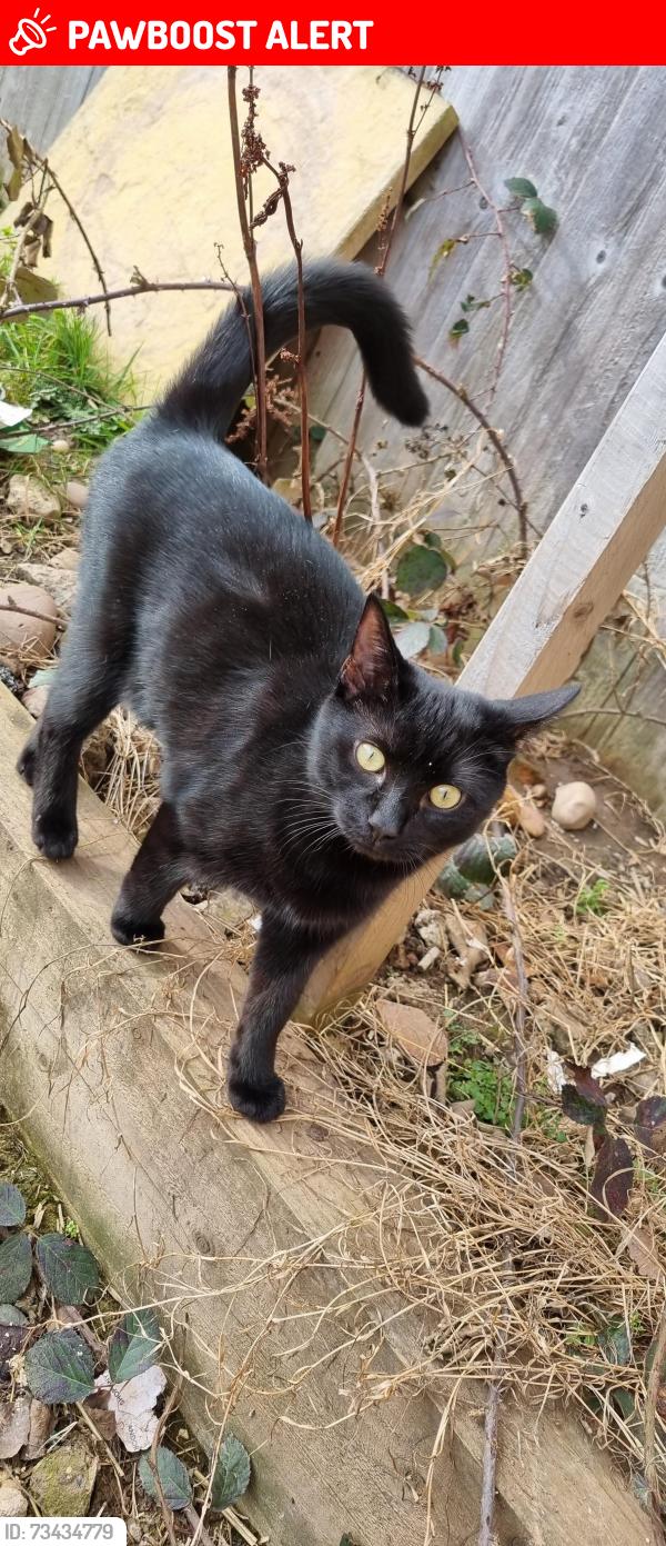 Lost Female Cat last seen Somerton drive, Marston Green, England 