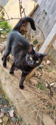 Lost Female Cat last seen Somerton drive, Marston Green, England 