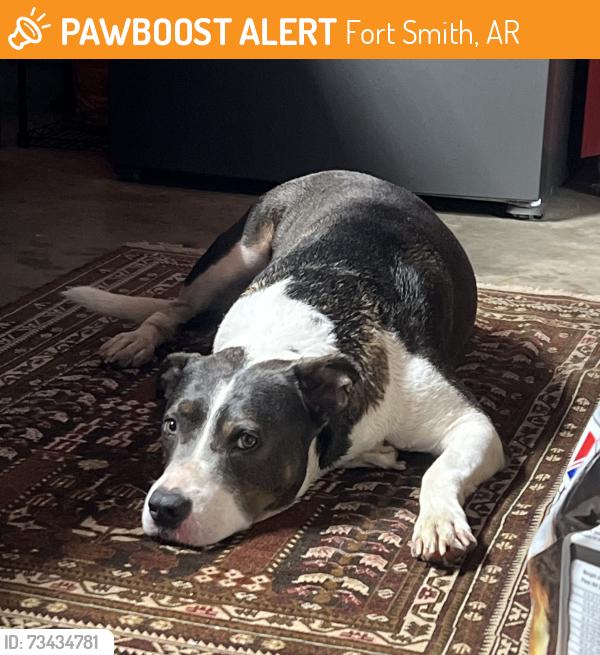 Found/Stray Male Dog last seen US-45 near burrough rd, Fort Smith, AR 72908