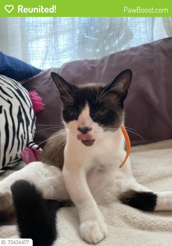 Reunited Female Cat last seen Near sally way, Roseville, CA 95661