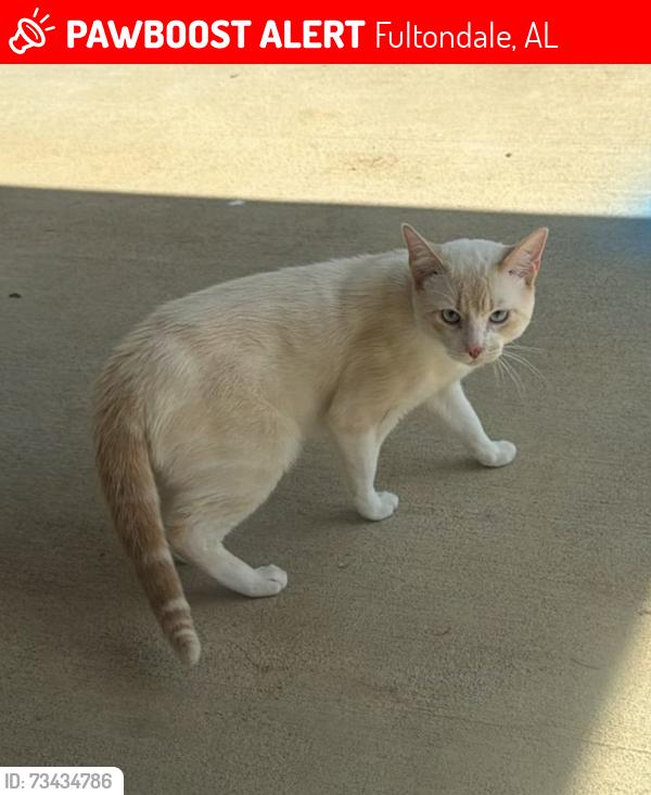 Lost Male Cat last seen West Park Drive, Fultondale, AL 35068