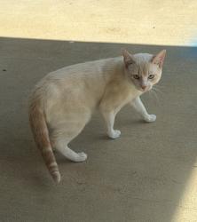 Lost Male Cat last seen West Park Drive, Fultondale, AL 35068