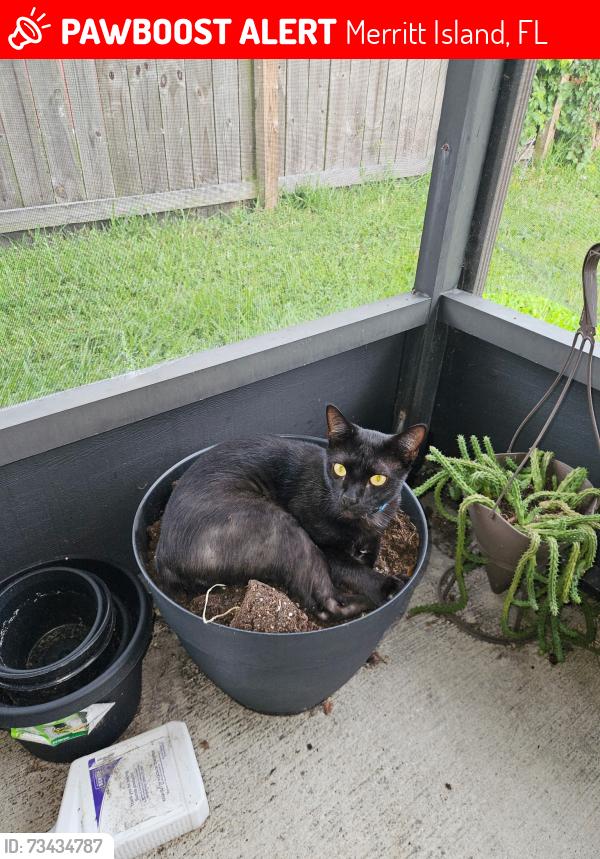 Lost Male Cat last seen Garnet CT Merritt island, Merritt Island, FL 32953