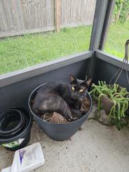Lost Male Cat last seen Garnet CT Merritt island, Merritt Island, FL 32953