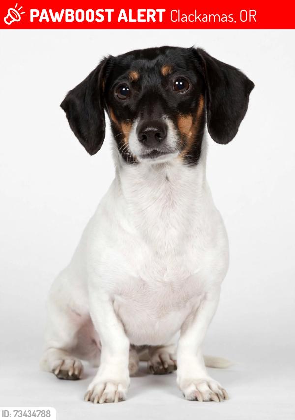Lost Male Dog last seen Black rock coffe, Clackamas, OR 97015