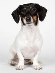 Lost Male Dog last seen Black rock coffe, Clackamas, OR 97015