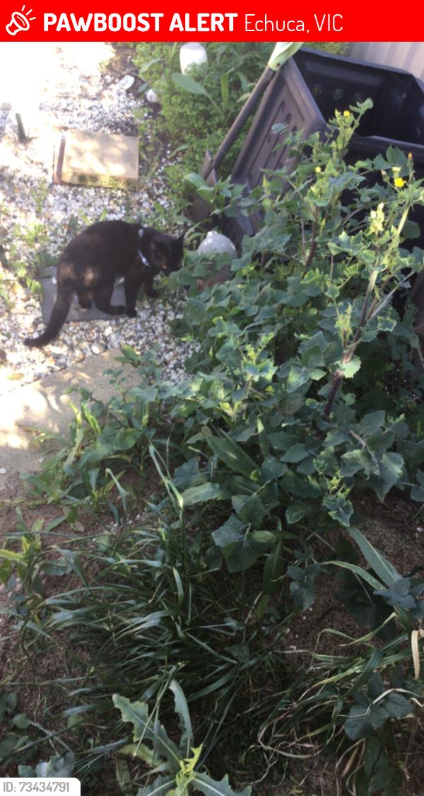Lost Male Cat last seen 1/3 Broderick court, Echuca, VIC 3564