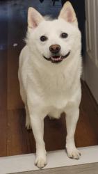 Reunited Male Dog last seen Rich Ave and Clinton St, Mount Vernon, NY 10552