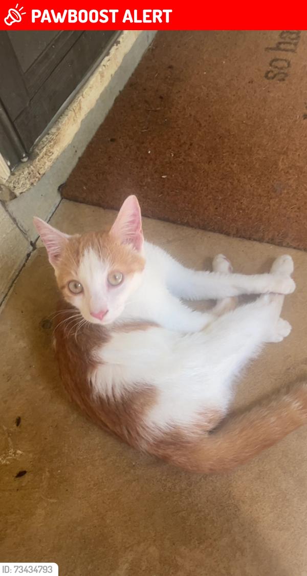 Lost Male Cat last seen Pilgrim Church off of Ridge Rd, Davidson County, NC 27374