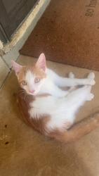 Lost Male Cat last seen Pilgrim Church off of Ridge Rd, Davidson County, NC 27374