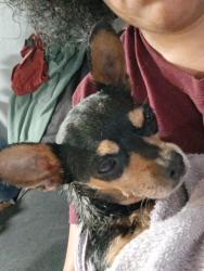 Reunited Female Dog last seen Near Glenn ave, Modesto, CA 95358
