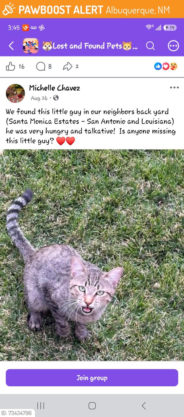 Found/Stray Female Cat last seen 98th, Albuquerque, NM 87121