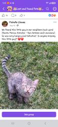 Found/Stray Female Cat last seen 98th, Albuquerque, NM 87121