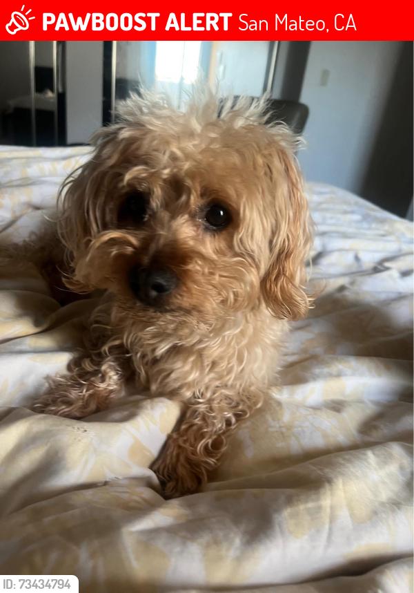 Lost Male Dog last seen Near Darcy Ave, San Mateo, San Mateo, CA 94401