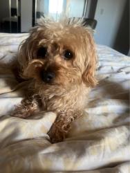 Lost Male Dog last seen Near Darcy Ave, San Mateo, San Mateo, CA 94401