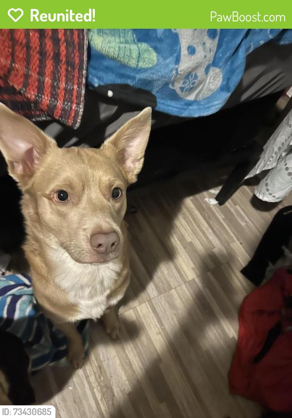 Reunited Male Dog last seen Parkhill, Las Cruces, NM 88012