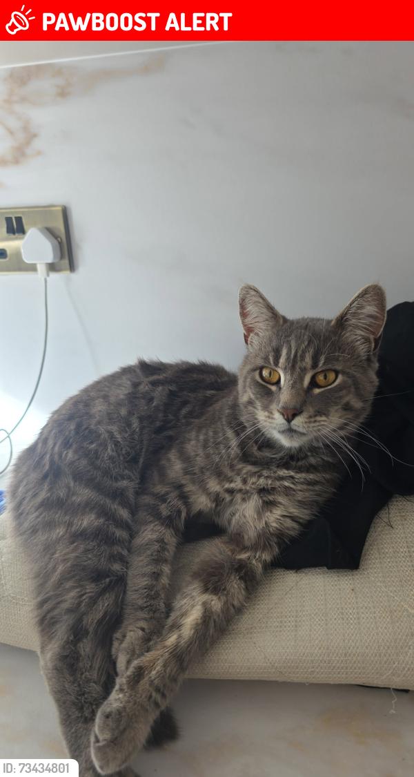 Lost Male Cat last seen St margarets avenue, Ward End, England B8 2BH