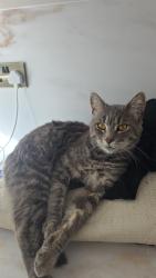 Lost Male Cat last seen St margarets avenue, Ward End, England B8 2BH