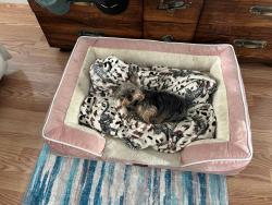 Reunited Female Dog last seen Escuela and Cirolero St. Across from Milpitas High School, Milpitas, CA 95035