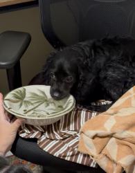 Found/Stray Male Dog last seen Newland and warner, Huntington Beach, CA 92647