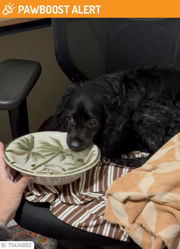 Found/Stray Male Dog last seen Newland and warner, Huntington Beach, CA 92647