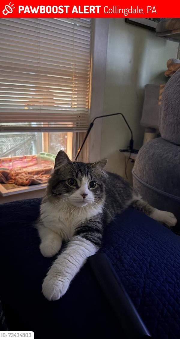 Lost Male Cat last seen Chestnut street,NH 03060, Collingdale, PA 19023