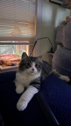 Lost Male Cat last seen Chestnut street,NH 03060, Collingdale, PA 19023