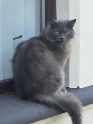 Found/Stray Male Cat last seen Falls Road, Belfast, Northern Ireland 