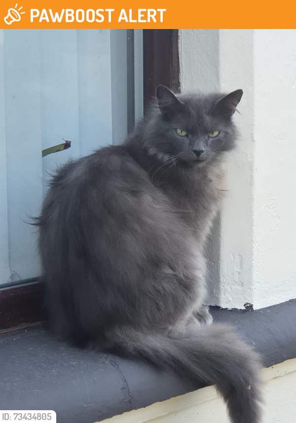 Found/Stray Male Cat last seen Falls Road, Belfast, Northern Ireland 