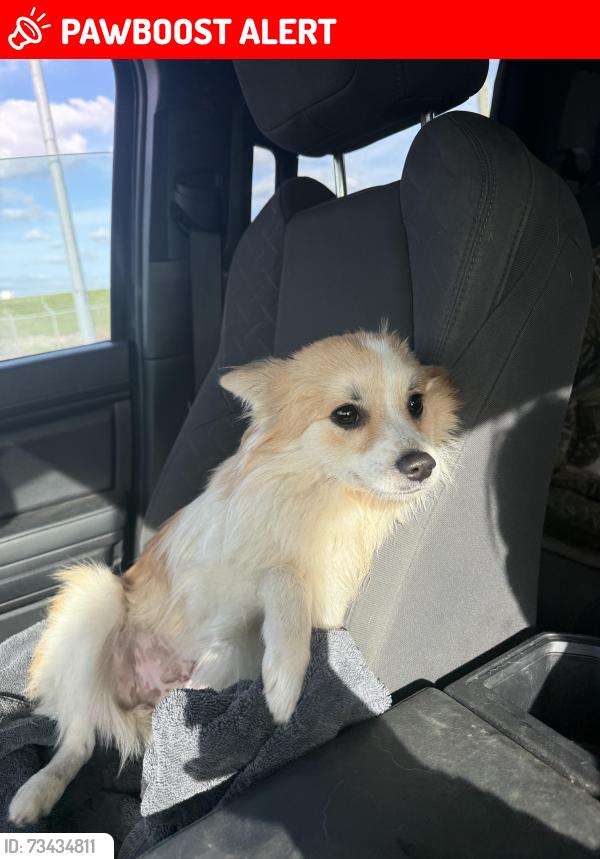 Lost Female Dog last seen Route 1 and heyburn road, Chadds Ford Township, PA 19317