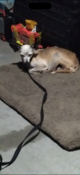 Lost Male Dog last seen Southeast second place, Cape Coral, FL 33990