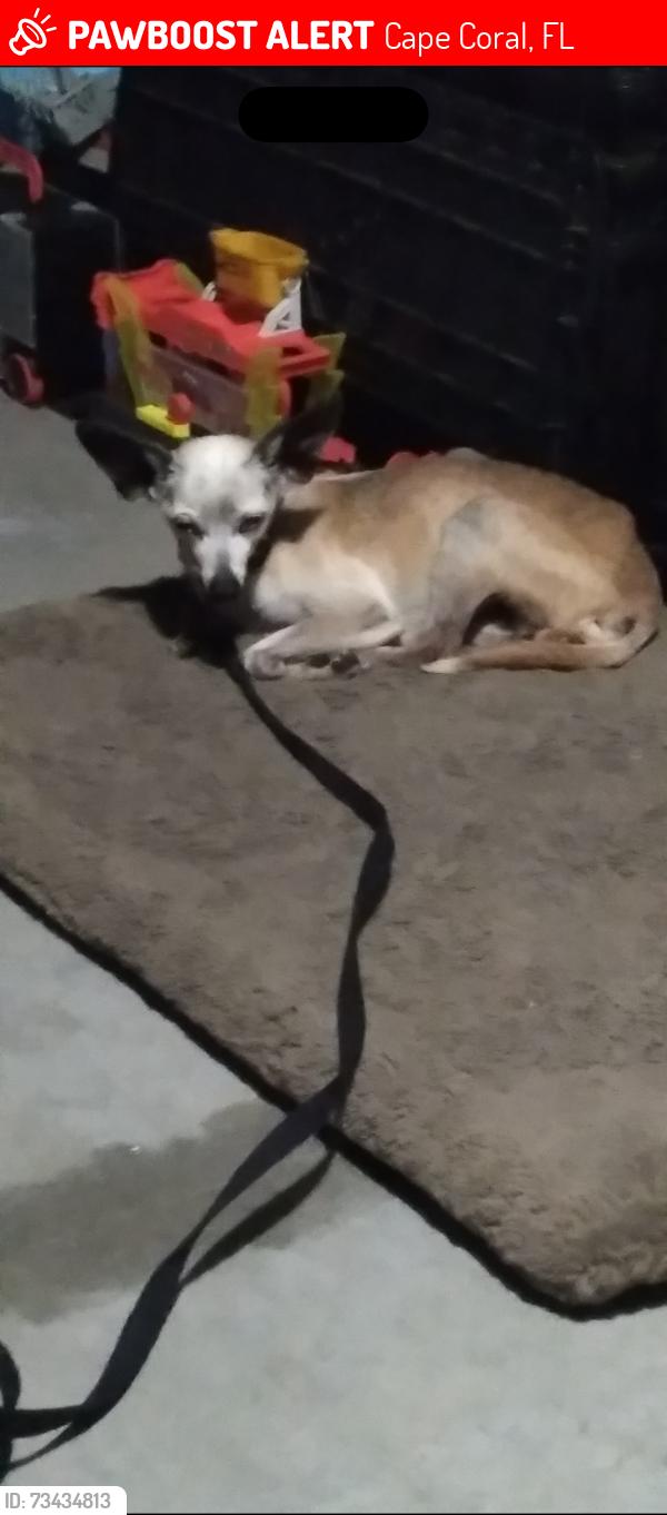 Lost Male Dog last seen Southeast second place, Cape Coral, FL 33990