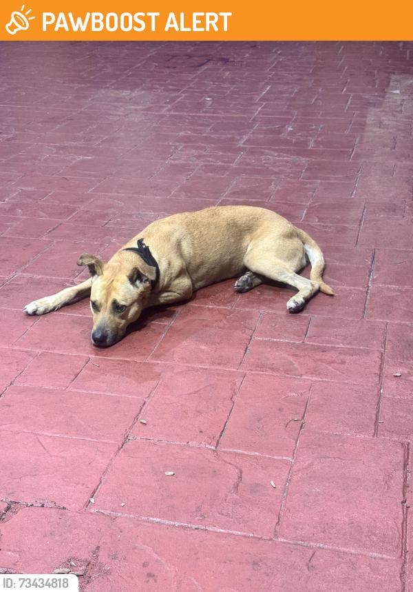 Found/Stray Female Dog last seen Homewood suites, West Palm Beach, FL 33407