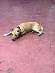 Found/Stray Female Dog last seen Homewood suites, West Palm Beach, FL 33407
