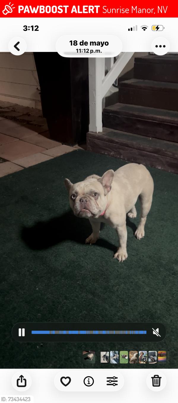 Lost Female Dog last seen Shadows mountain, Sunrise Manor, NV 89121