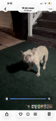 Lost Female Dog last seen Shadows mountain, Sunrise Manor, NV 89121
