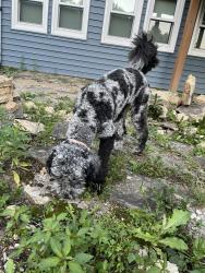 Found/Stray Female Dog last seen Corwin Rd and Elbon Rd, Warren County, OH 45068