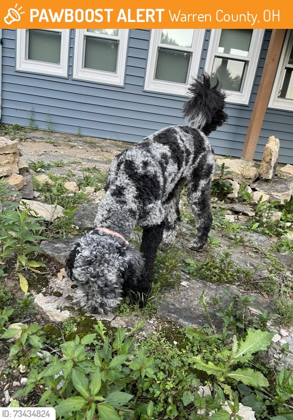 Found/Stray Female Dog last seen Corwin Rd and Elbon Rd, Warren County, OH 45068