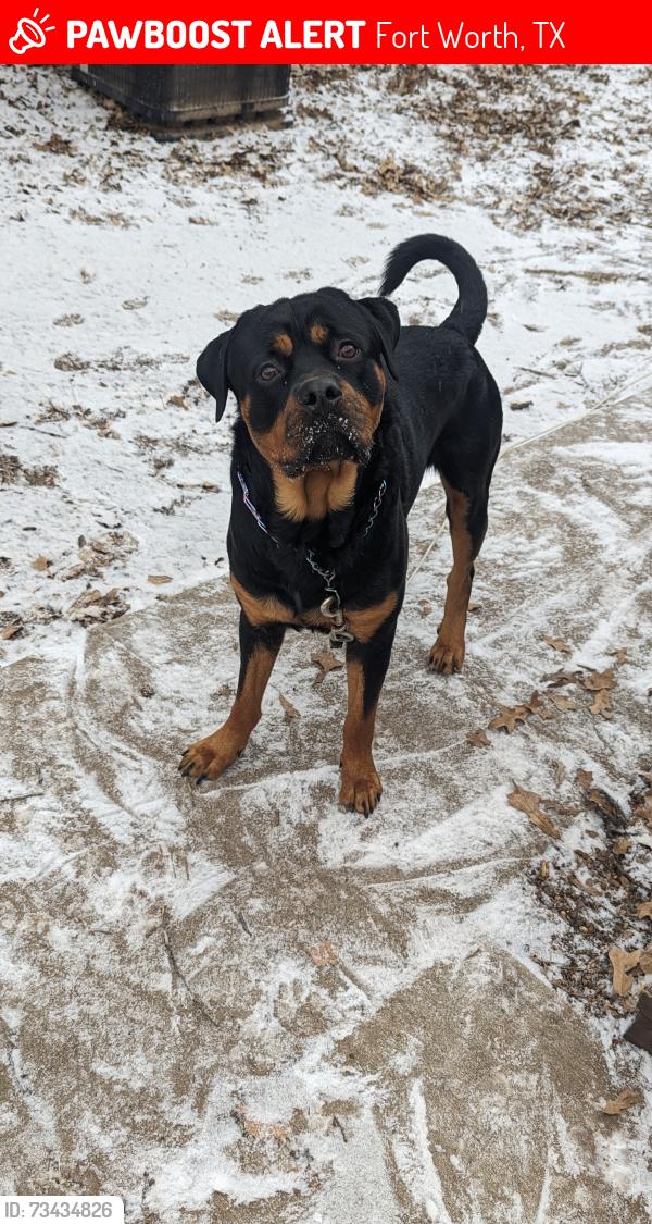 Lost Male Dog last seen Southwest side fort worth, Fort Worth, TX 76133