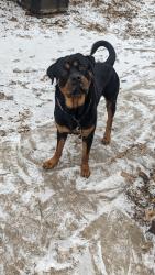 Lost Male Dog last seen Southwest side fort worth, Fort Worth, TX 76133