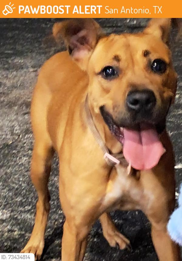 Found/Stray Unknown Dog last seen Quality Inn parking lot., San Antonio, TX 78219