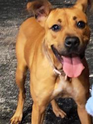 Found/Stray Unknown Dog last seen Quality Inn parking lot., San Antonio, TX 78219