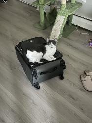 Lost Male Cat last seen Kemper & Hamilton Ave, Cincinnati, OH 45240